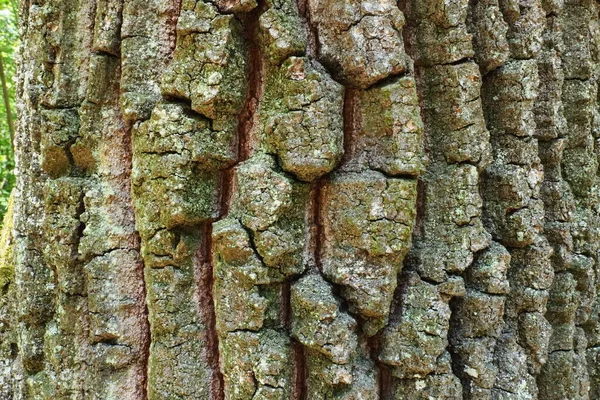 Oak Kulit Makro Batang Pohon Close Tekstur — Stok Foto