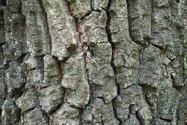 Макро Дубовой Коры Ствол Дерева Крупным Планом Текстура — стоковое фото