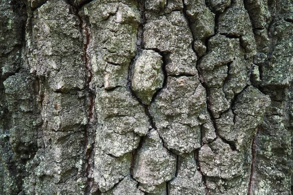 オークの樹皮マクロ 木トランクのクローズ アップ テクスチャ — ストック写真