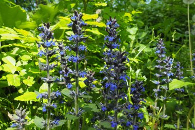 Sage ya da Salvia, Lamiaceae familyasından uzun ömürlü bir bitki türü. Bilge Salvia pratensis. Uzun sivri uçlu mor çiçekler. Fruska Gora Ulusal Parkı, Sırbistan, Srem.