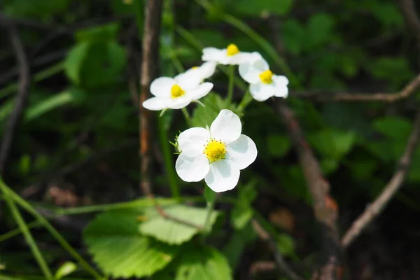 Jahodová Fragaria Rod Trvalých Bylin Čeledi Rosaceae Květenství Mnohobílá Corymb — Stock fotografie