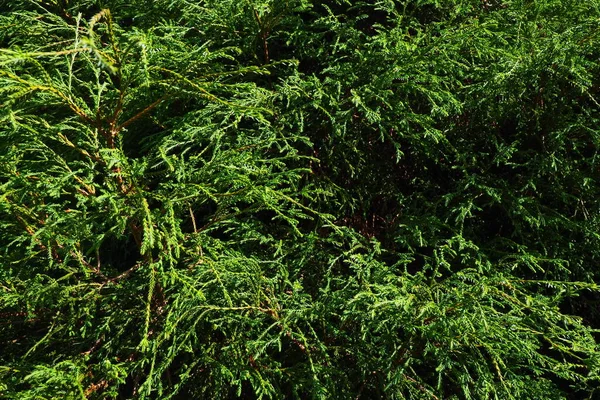 ヒノキ科ヒノキ科ヒノキ属の常緑単斜材の針葉樹で ヒノキに似ていますが 平坦化された枝や小さな円錐形をしており それぞれの規模は2つの種子を持っています — ストック写真