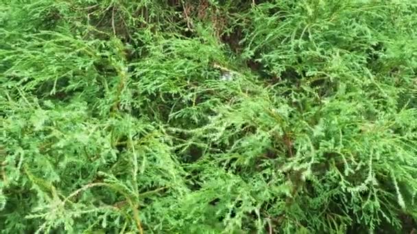 Cypress Chamaecyparis Genus Evergreen Monoecious Coniferous Trees Cypress Family Cupressaceae — Stock Video