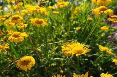 Kota boyama, ya da Pupavka boyama, ya da Sarı renkli pupavka, ya da Anthemis boyama Cota tinctoria, Asteraceae familyasından bir bitki türü. Sarı çiçekler.