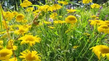 Kota boyama, ya da Pupavka boyama, ya da Sarı renkli pupavka, ya da Anthemis boyama Cota tinctoria, Asteraceae familyasından bir bitki türü. Sarı çiçekler.