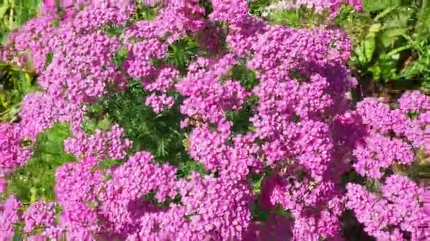 Achillea Millefolium Yarrow Nebo Obyčejný Yarrow Kvetoucí Rostlina Čeledi Asteraceae — Stock video