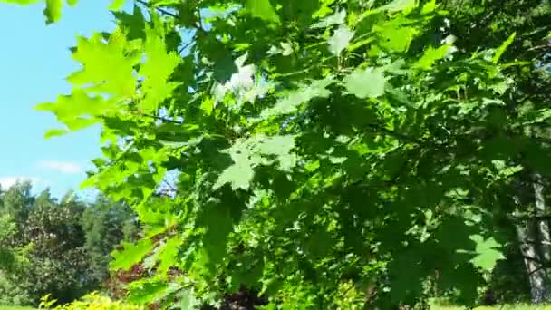 Oak Quercus Género Árboles Perteneciente Familia Fagaceae Ramas Roble Con — Vídeos de Stock