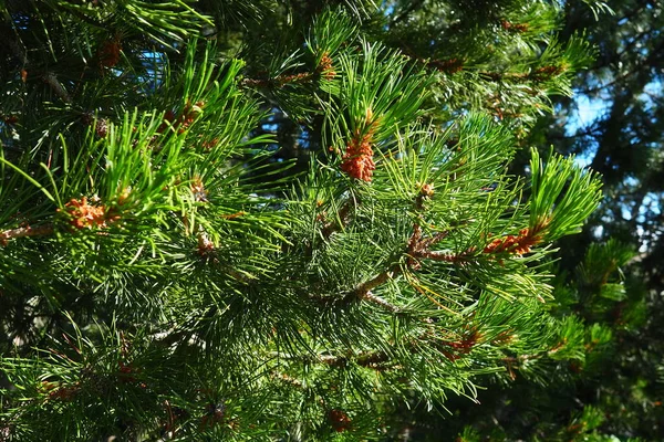 Fenyőágak Arany Órában Este Pinus Fenyő Tűlevelűek Bokrok Nemzetsége Pinaceae — Stock Fotó