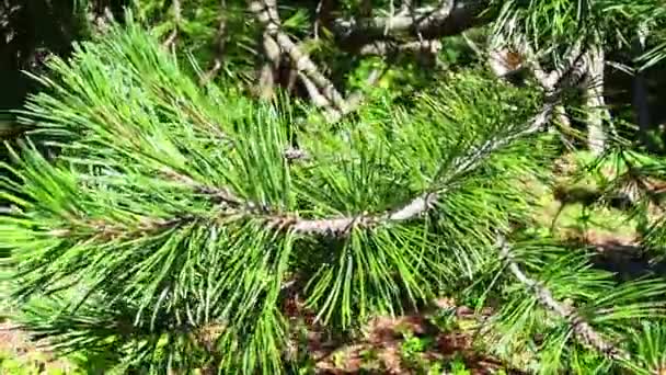 Ramos Pinheiro Oscilam Vento Hora Ouro Noite Pinus Pine Género — Vídeo de Stock