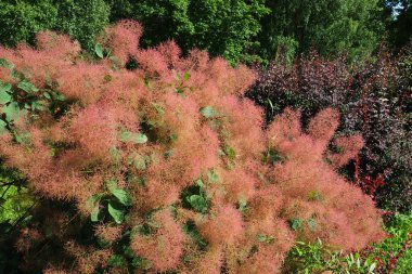 Cotinus coggygria, syn. Rhus cotinus (