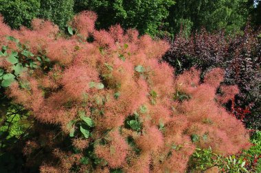 Cotinus coggygria, syn. Rhus cotinus (