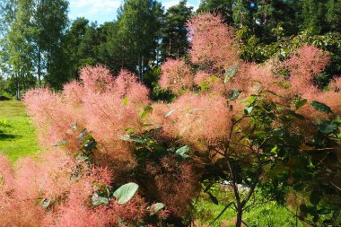 Cotinus coggygria, syn. Rhus cotinus (