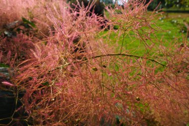 Cotinus coggygria, syn. Rhus cotinus (