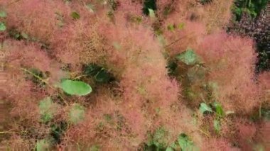 Cotinus coggygria, syn. Rhus cotinus (