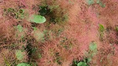 Cotinus coggygria, syn. Rhus cotinus, Avrupa smoketree 'si, Avrasya smoketree' si, duman ağacı, tüten çalılık, Venedik sumatı, veya boyacılar sumach, çiçek açan bitki ailesi Anacardiaceae. Yavaş çekim.
