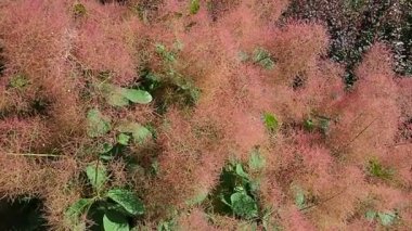 Cotinus coggygria, syn. Rhus cotinus, Avrupa smoketree 'si, Avrasya smoketree' si, duman ağacı, tüten çalılık, Venedik sumatı, veya boyacılar sumach, çiçek açan bitki ailesi Anacardiaceae. Yavaş çekim.