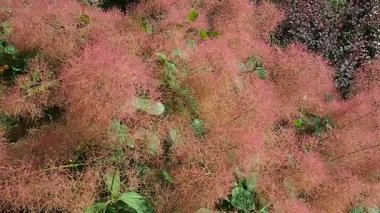 Cotinus coggygria, syn. Rhus cotinus, Avrupa smoketree 'si, Avrasya smoketree' si, duman ağacı, tüten çalılık, Venedik sumatı, veya boyacılar sumach, çiçek açan bitki ailesi Anacardiaceae. Yavaş çekim.