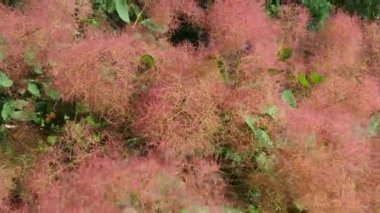 Cotinus coggygria, syn. Rhus cotinus (