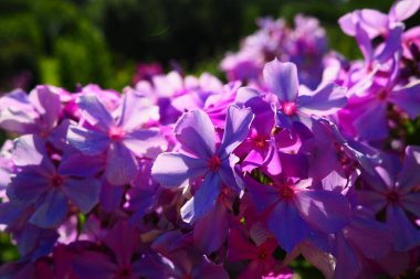 Phlox Paniculata, sonbahar fenikleri, bahçe fenikleri, daimi fenomen. Phlox, Polemoniaceae familyasına ait 68 tür yıllık bitki cinsidir. Pembe mor çiçekler yakın