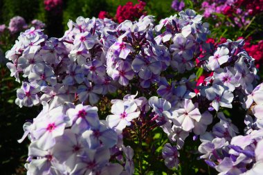 Phlox Paniculata, sonbahar fenikleri, bahçe fenikleri, daimi fenomen. Phlox, Polemoniaceae familyasına ait 68 tür yıllık bitki cinsidir. Pembe mor çiçekler yakın