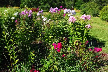 Phlox Paniculata, sonbahar fenikleri, bahçe fenikleri, daimi fenomen. Phlox, Polemoniaceae familyasına ait 68 tür yıllık bitki cinsidir. Pembe mor çiçekler
