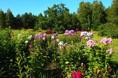 Phlox Paniculata, sonbahar fenikleri, bahçe fenikleri, daimi fenomen. Phlox, Polemoniaceae familyasına ait 68 tür yıllık bitki cinsidir. Pembe mor çiçekler. Botanik Bahçesi.