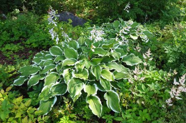 Hosta plantaginea, Asparagaceae familyasından bir çiçekli zambak türüdür. Çiçekli ev sahibi çalıları. Peyzaj ve bahçe tasarımı için süs bitkisi