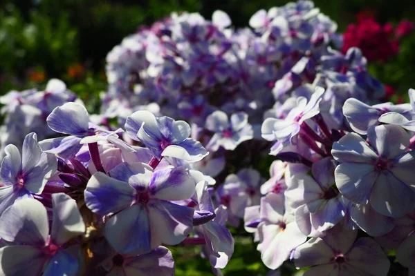 Phlox Paniculata, sonbahar fenikleri, bahçe fenikleri, daimi fenomen. Phlox, Polemoniaceae familyasına ait 68 tür yıllık bitki cinsidir. Pembe mor çiçekler yakın