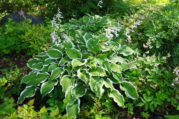 stock image Hosta plantaginea, the fragrant plantain lily or August lily, is a species of flowering plant in the family Asparagaceae. The flowering hosta bushes. Ornamental plant for landscaping and garden design