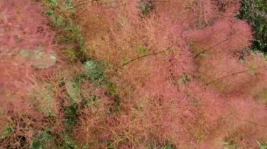 Cotinus coggygria, syn. Rhus cotinus (