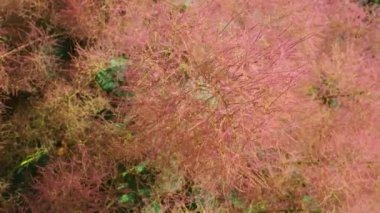 Cotinus coggygria, syn. Rhus cotinus (
