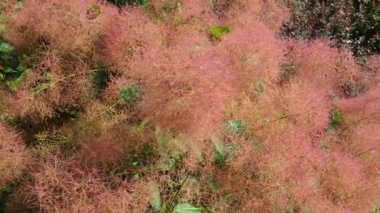 Cotinus coggygria, syn. Rhus cotinus (