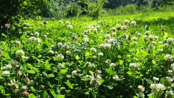 Trifolium Bertobat Kelopak Putih Tumbuhan Perennial Herbal Dalam Keluarga Kacang — Stok Video