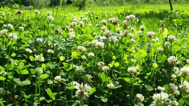 Trifolium Repens White Clover マメ科マメ科マメ科マメ科マメ属の草本多年草で レグミノサエ マメ科 と呼ばれます 草本で多年生の植物 白花の頭を持つ低成長です — ストック動画
