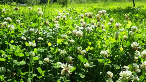 Trifólium Repens Fehér Lóhere Egy Lágyszárú Évelő Növény Fabaceae Babcsaládban — Stock videók