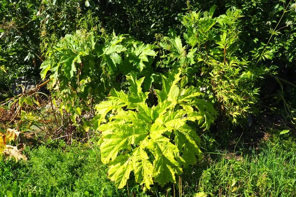 stock image Hogweed, Cow Parsnip, Heracleum sphodylium. One of our favourite wild foods with three edible crops but because of the phototoxicity of Giant Hogweed, Heracleum mantegazzianum, you can be wary of it.