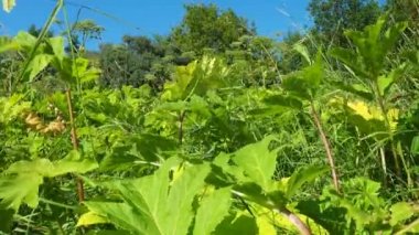 Hogweed, Havuç, Herakleum sphodylium. Üç yenilebilir mahsulü olan en sevdiğimiz yabani yiyeceklerden biri. Ama dev Hogweed 'in fototoksiti yüzünden, Heracleum mantegazzianum, ondan sakınabilirsiniz..