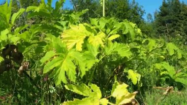 Hogweed, Havuç, Herakleum sphodylium. Üç yenilebilir mahsulü olan en sevdiğimiz yabani yiyeceklerden biri. Ama dev Hogweed 'in fototoksiti yüzünden, Heracleum mantegazzianum, ondan sakınabilirsiniz..