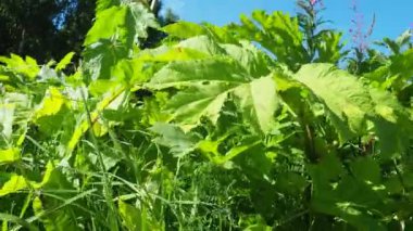 Hogweed, Havuç, Herakleum sphodylium. Üç yenilebilir mahsulü olan en sevdiğimiz yabani yiyeceklerden biri. Ama dev Hogweed 'in fototoksiti yüzünden, Heracleum mantegazzianum, ondan sakınabilirsiniz..