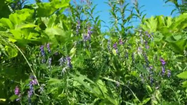 Hogweed, Havuç, Herakleum sphodylium. Üç yenilebilir mahsulü olan en sevdiğimiz yabani yiyeceklerden biri. Dev Hogweed 'in fototoksiti, Heracleum mantegazzianum. Fare bezelyesi