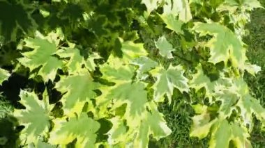 Acer platanoides, Sapindaceae familyasından, daha önce Maple familyasına tahtadan bir bitki türü. Beyaz yapraklı Drummondi. Karelya.