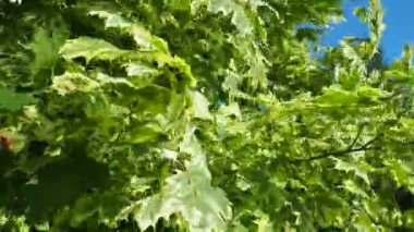 Acer platanoides, Sapindaceae familyasından, daha önce Maple familyasından bir bitki türü. Beyaz yapraklı Drummondi. Karelya.
