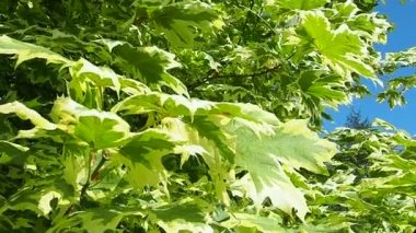 Acer platanoides, Sapindaceae familyasından, daha önce Maple familyasına tahtadan bir bitki türü. Beyaz yapraklı Drummondi. Karelia. Yavaş çekim.
