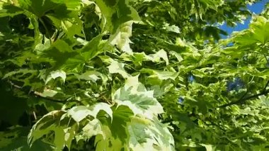 Acer platanoides, Sapindaceae familyasından, daha önce Maple familyasına tahtadan bir bitki türü. Beyaz yapraklı Drummondi. Karelia. Yavaş çekim.
