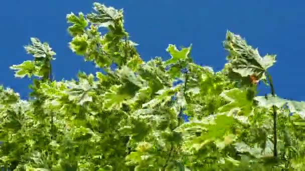Acer Platanoides Ist Eine Holzige Pflanze Die Zur Gattung Der — Stockvideo