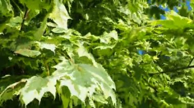 Acer platanoides, Sapindaceae familyasından, daha önce Maple familyasından bir bitki türü. Beyaz yapraklı Drummondi. Karelya.