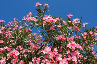 Zakkum, Nerium zakkum Apocynaceae, zehirli bir çalıdır. Pembe renkli çiçekleri nedeniyle genellikle bahçelerde kullanılır. Karadağ 'ın Herceg Novi kıyısında. Adriyatik Denizi Akdeniz