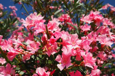 Zakkum, Nerium zakkum Apocynaceae, zehirli bir çalıdır. Pembe renkli çiçekleri nedeniyle genellikle bahçelerde kullanılır. Karadağ 'ın Herceg Novi kıyısında. Adriyatik Denizi Akdeniz