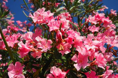 Zakkum, Nerium zakkum Apocynaceae, zehirli bir çalıdır. Pembe renkli çiçekleri nedeniyle genellikle bahçelerde kullanılır. Karadağ 'ın Herceg Novi kıyısında. Adriyatik Denizi Akdeniz