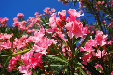 Zakkum, Nerium zakkum Apocynaceae, zehirli bir çalıdır. Pembe renkli çiçekleri nedeniyle genellikle bahçelerde kullanılır. Karadağ 'ın Herceg Novi kıyısında. Adriyatik Denizi Akdeniz